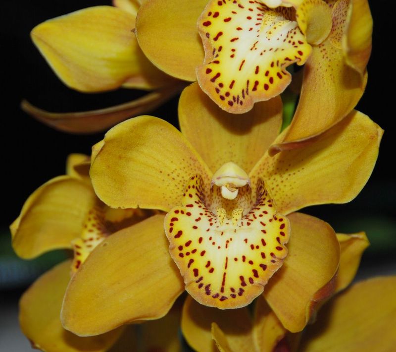 Доставка орхидей по россии. Орхидея Камбрия. Пафиопедилум ho chi Minh. Орхидея Камбрия коричневая с желтым. Орхидея цветы Прокопьевск.