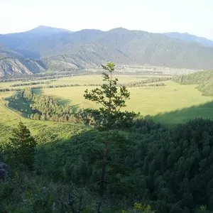Земельный Участок в горном Алтае.