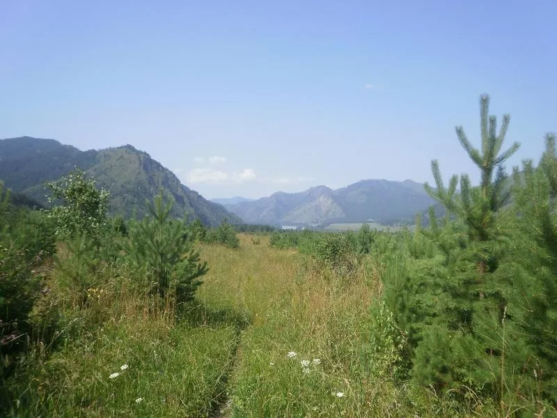 Земельный Участок в горном Алтае. 3