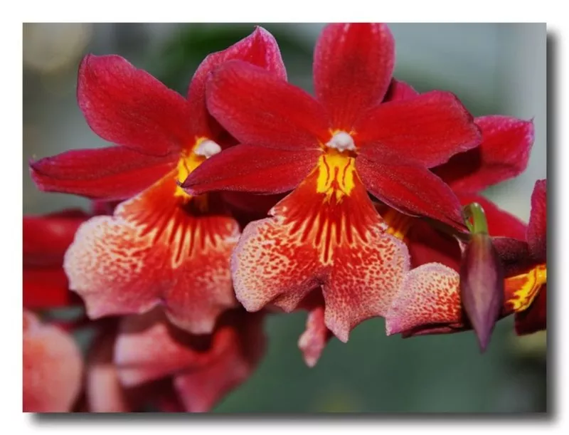 Орхидеи на любой вкус и кошелек. 3