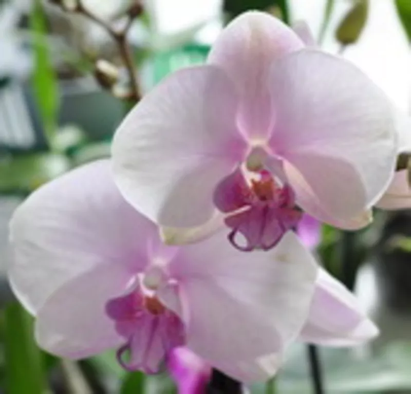 Орхидеи на любой вкус и кошелек. 4