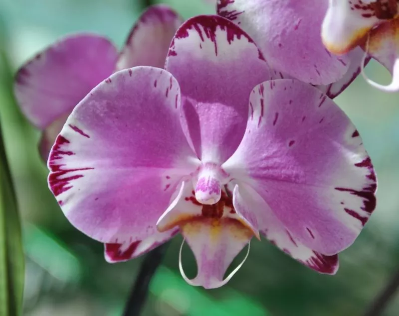 Орхидеи на любой вкус и кошелек. 6