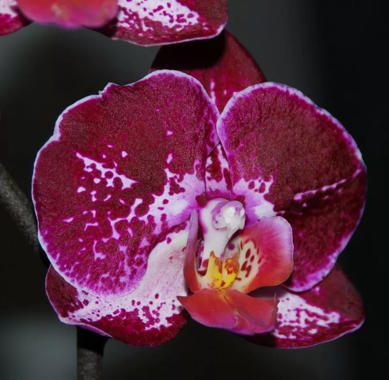 Орхидеи на любой вкус и кошелек. 9